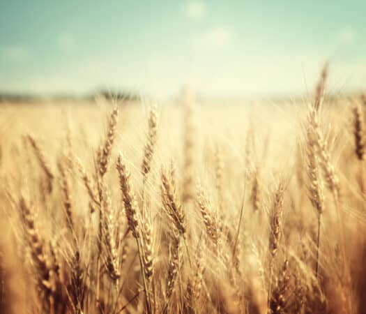 Wheat Field - How much wheat can you eat on the low FODMAP diet