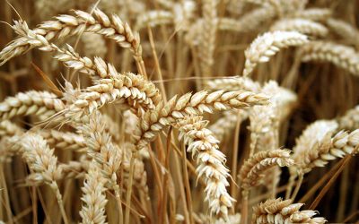 Is the low FODMAP diet the same as the gluten free diet? (Update)
