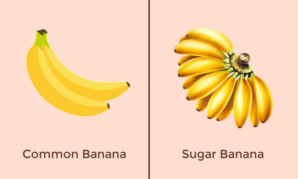 Low FODMAP Common Banana vs Sugar Banana